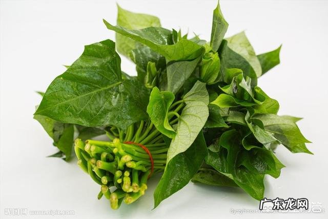 农村常见的白薯叶能做什么美食?