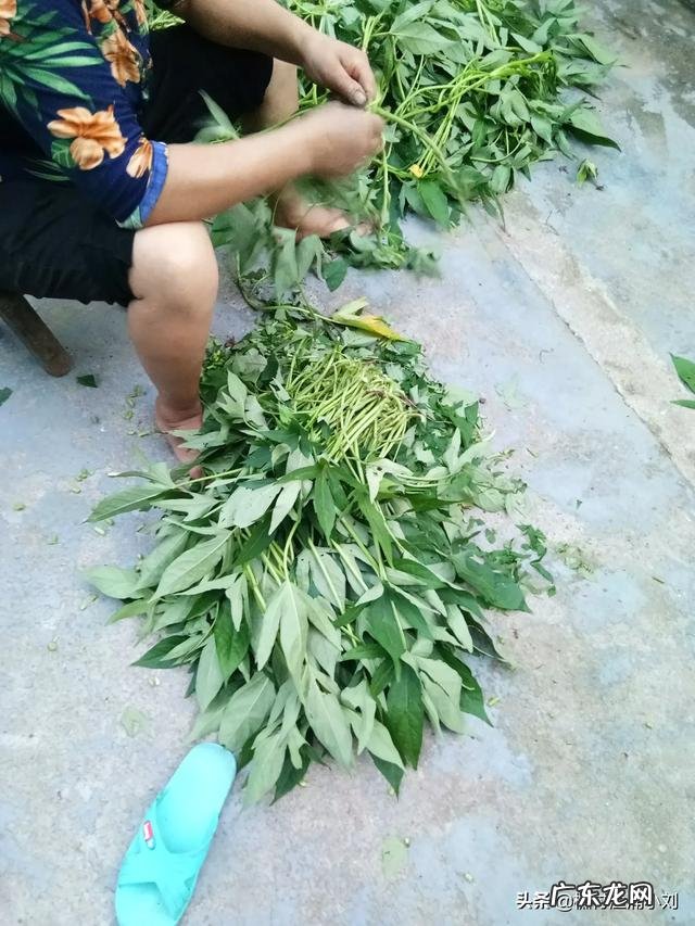 淀粉含量最少的红薯是哪个品种,咋种?