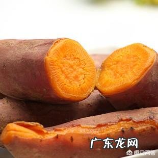 淀粉含量最少的红薯是哪个品种,咋种?