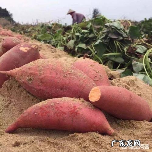 淀粉含量最少的红薯是哪个品种,咋种?