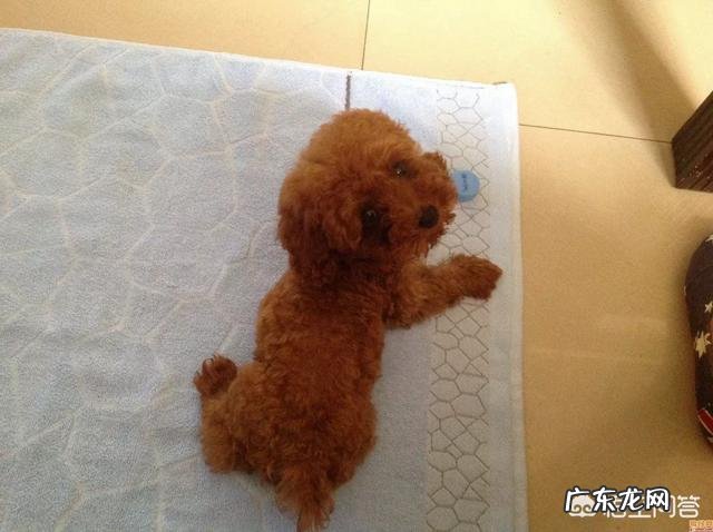 贵宾犬优缺点是什么要全哦