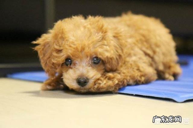 贵宾犬优缺点是什么要全哦