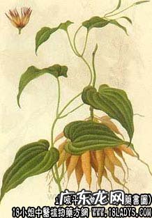 百部图片_百部的功效与作用