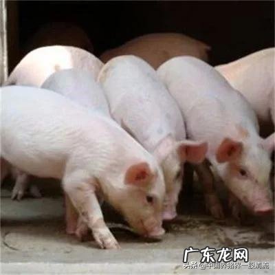 内三元和外三元猪的料肉比哪个高? 什么是生猪内三元和外三元