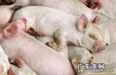 内三元和外三元猪的料肉比哪个高? 什么是生猪内三元和外三元