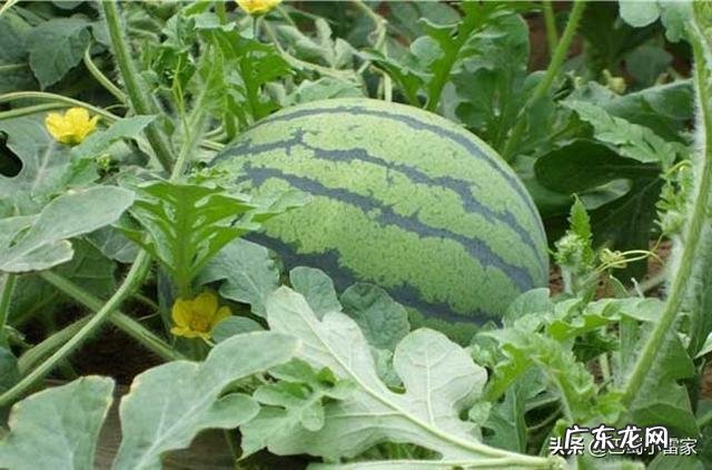 夏天吃西瓜一天吃几个比较好?