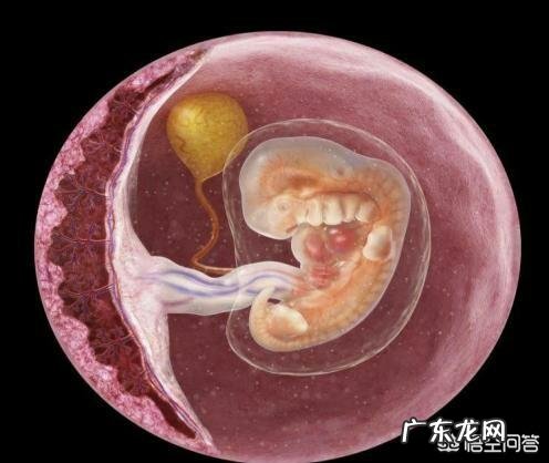 孕早期孕妇需要补钙吗补钙有什么好处呢