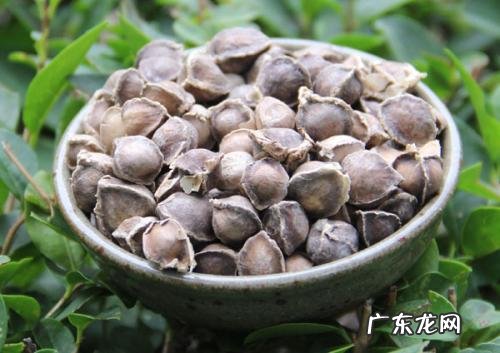 金银花、菊花、陈皮、大麦和冰糖一起泡水喝,有什么作用