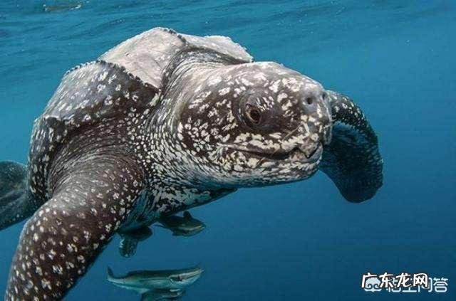 迄今为止对人类文明贡献最大的是哪个国家