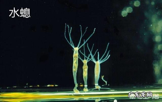 迄今为止对人类文明贡献最大的是哪个国家