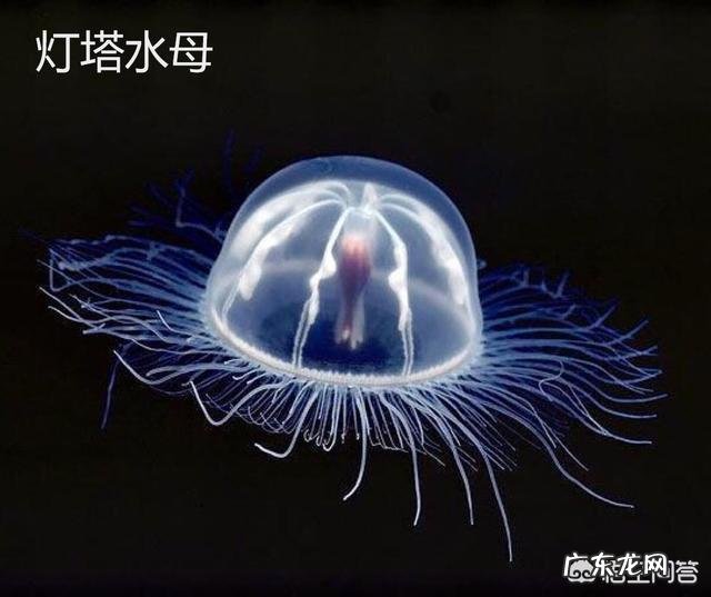 迄今为止对人类文明贡献最大的是哪个国家