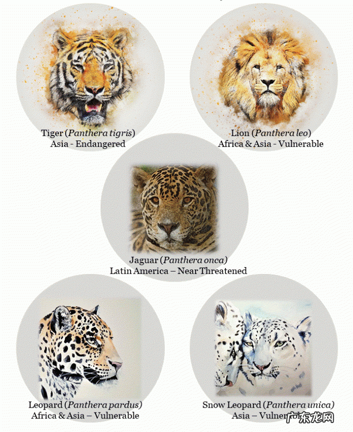 豹子和狮子能杂交吗后代会是怎样的动物