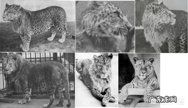 豹子和狮子能杂交吗后代会是怎样的动物