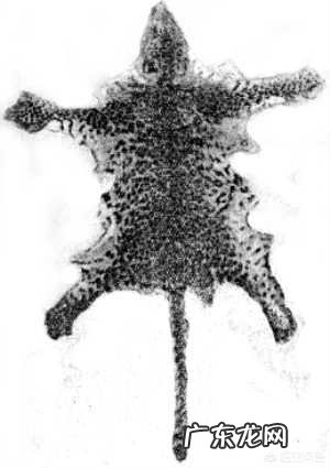 豹子和狮子能杂交吗后代会是怎样的动物