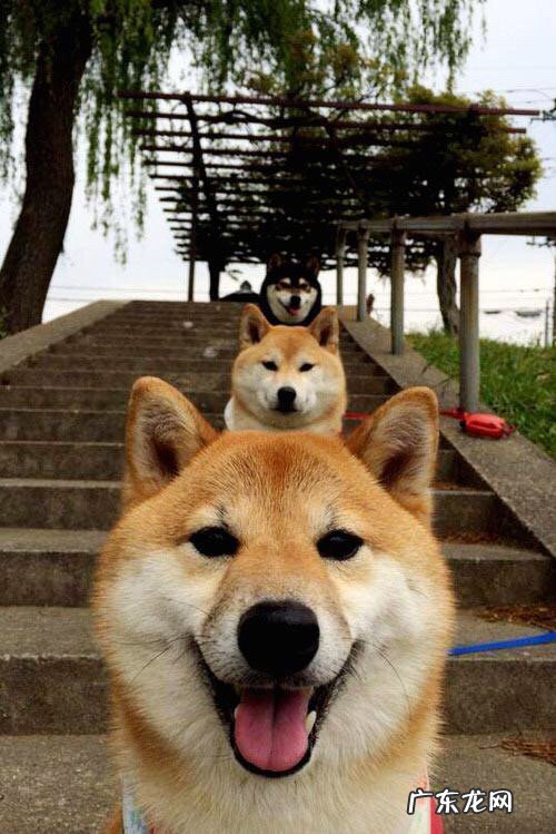 有什么好的减肥药?请说详细点?