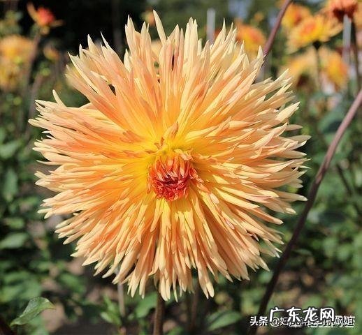 宝宝的胎记跟妈妈有关系吗?怎样避免孩子长胎记?