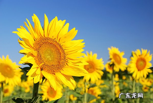 床上有螨虫的表现,5个去除螨虫的简单方法