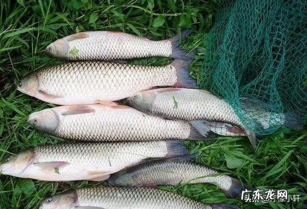 用什么小药泡花生米钓草鱼?