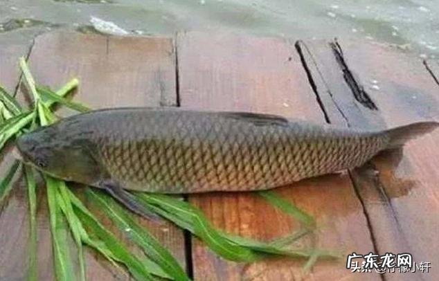 用什么小药泡花生米钓草鱼?