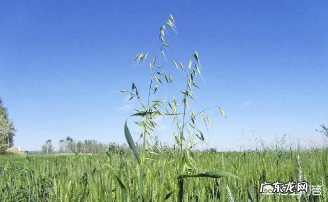 每天用燕麦当主食可以减肥吗?
