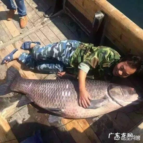 农村常见的四大家鱼,哪个长得最大?哪个最好吃?哪个活的最长?