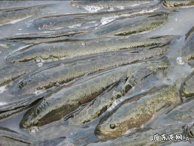 农村常见的四大家鱼,哪个长得最大?哪个最好吃?哪个活的最长?