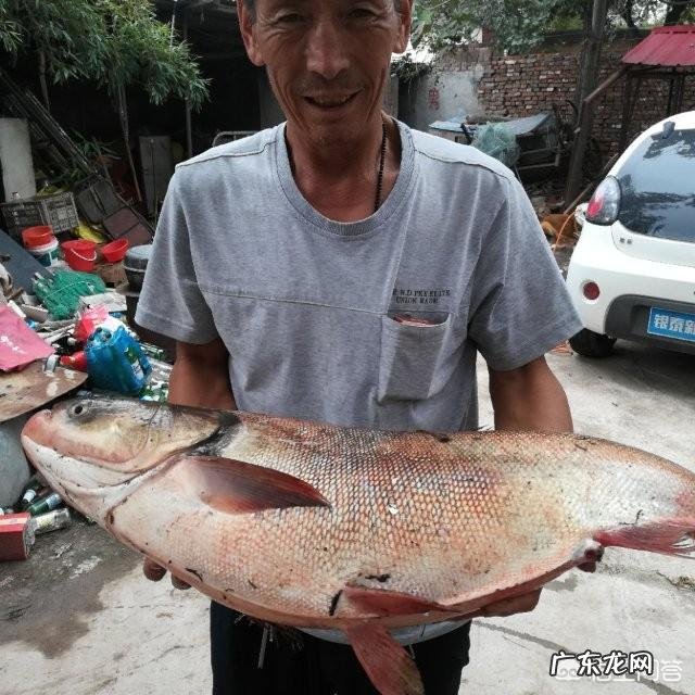 农村常见的四大家鱼,哪个长得最大?哪个最好吃?哪个活的最长?
