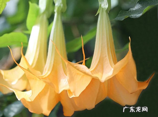 哪些中药有毒,10种好听的毒草药名字