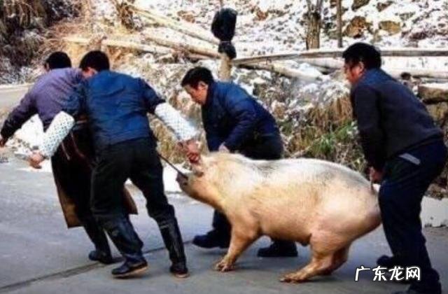 韩国破冰团是什么意思 主流媒体怎么看韩国破冰团?