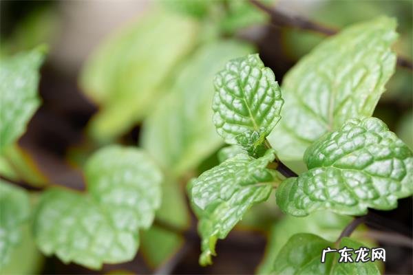 中医常用8种清热解毒的中药,这种被称为清热解毒神药