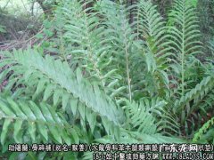 骨碎补图片_骨碎补的功效与作用