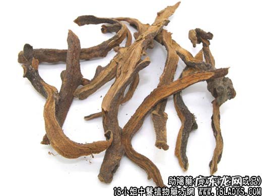 骨碎补图片_骨碎补的功效与作用