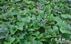 为什么有人说“霜打的红薯叶赛过黑珍珠”？