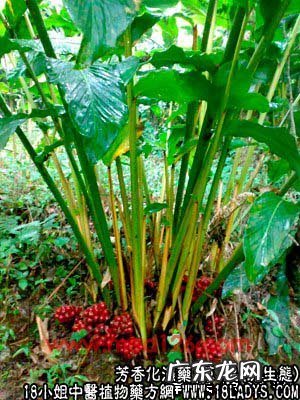 草果图片_草果的功效与作用