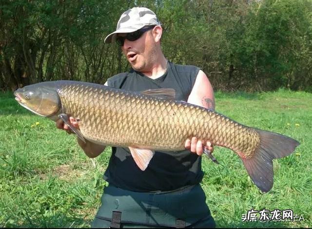 草鱼养多少年才有100斤?