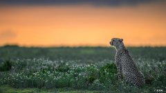 日向雏田和日向宁次的渊源？
