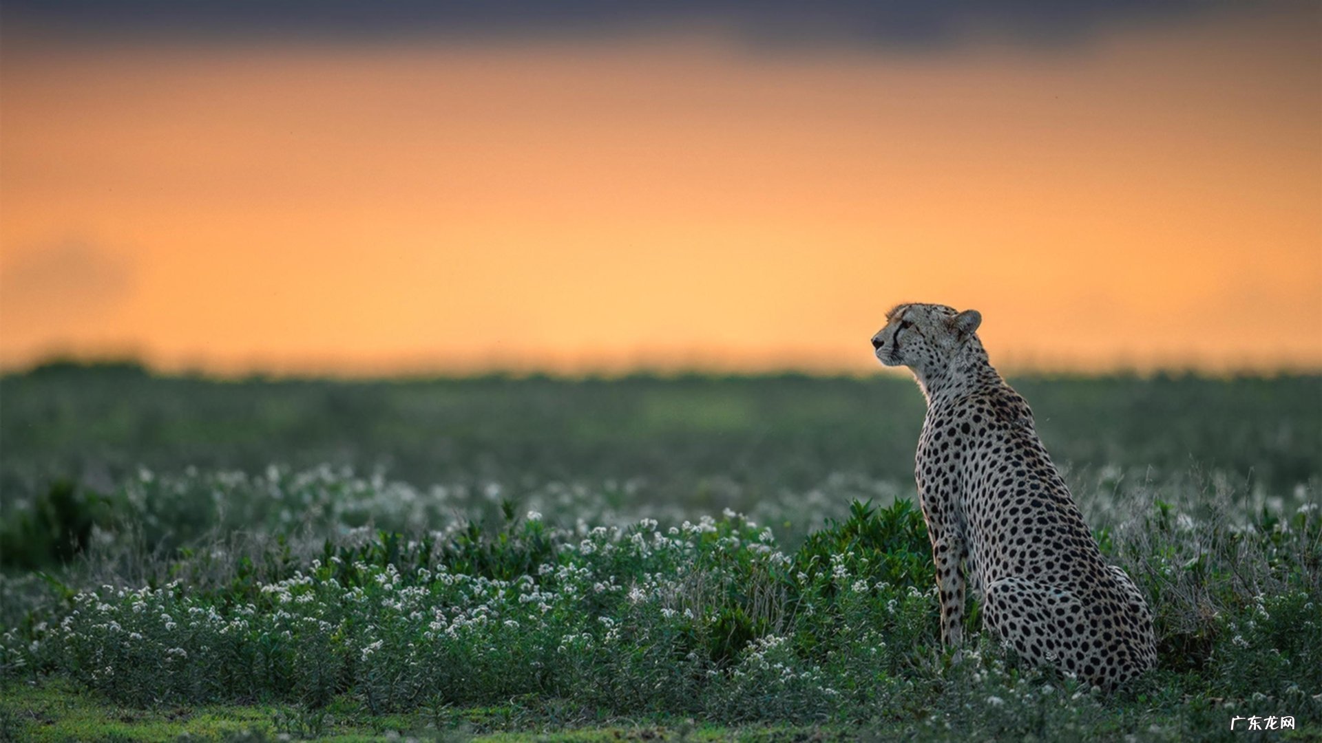 日向雏田和日向宁次的渊源?