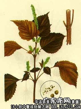 紫苏图片_紫苏的功效与作用