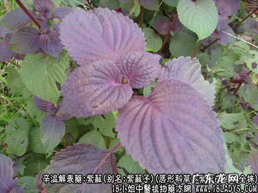 紫苏图片_紫苏的功效与作用