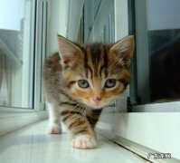 香蕉和桔子一起吃吗 橘子和香蕉可以一起吃吗？