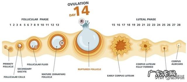 卵巢囊肿切除后复发怎么办?