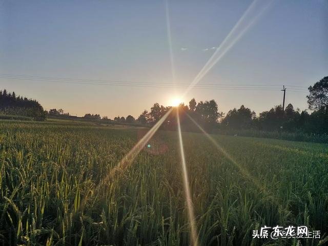 现在在农村做啥实体合适?