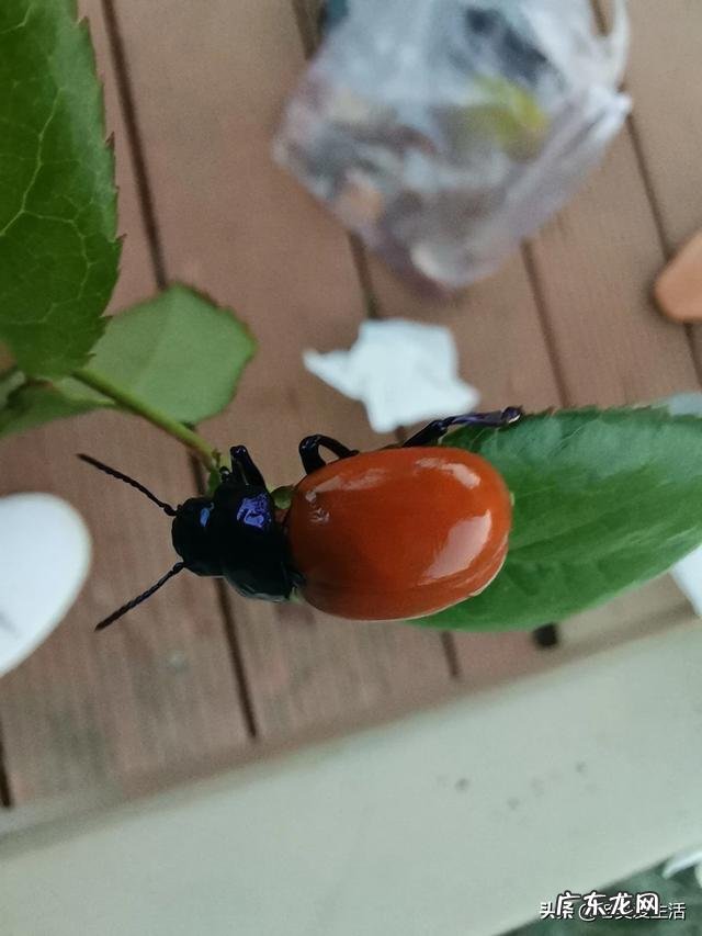 现在在农村做啥实体合适?