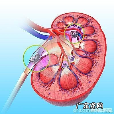 结石病人应该注意什么饮食