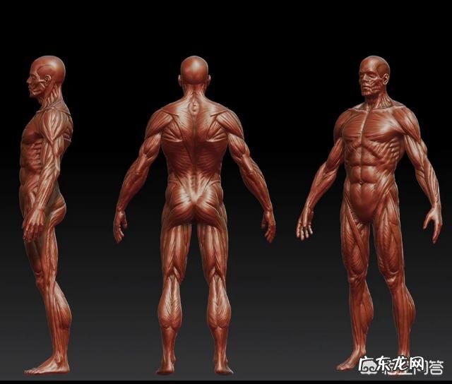 减肥的同时,可以进行增肌训练吗?