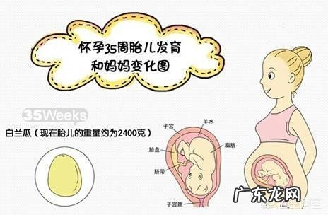 怀孕35周的时候胎儿是什么情况