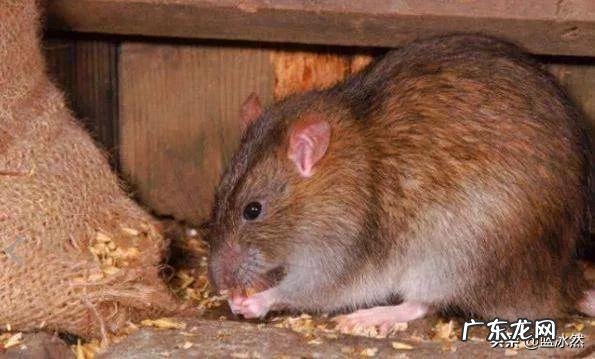 有人说农村以前的老鼠很大,现在都变小了,这是什么原因