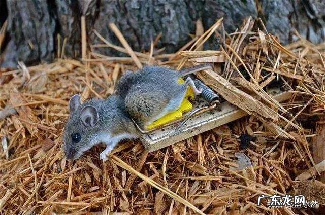 有人说农村以前的老鼠很大,现在都变小了,这是什么原因