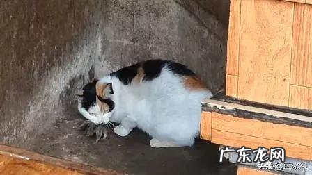 有人说农村以前的老鼠很大,现在都变小了,这是什么原因