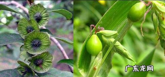 湿气重会导致虚胖难道肥肉都是水